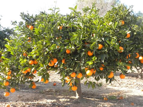 El Naranjo Ficus Citrus Sinensis Orange Fruit Orange Trees Natural
