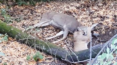 Jogger Stumbles Upon Cougar Killing Buck