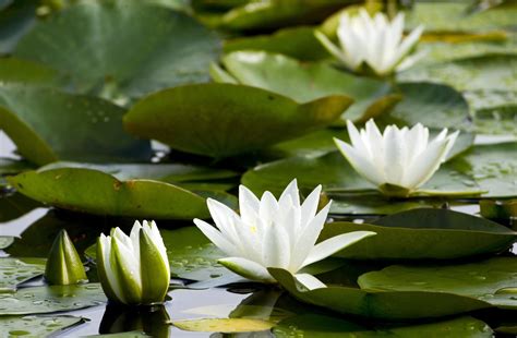 Wallpaper Water Lilies White Pond Leaves 2048x1340 1054742