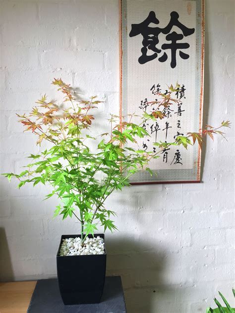 Plant each dwarf japanese blueberry tree in a pot 2 to 4 inches larger than the tree's nursery pot. Japanese Maple MOMIJI ACER PALMATUM House Plant @ POT ...