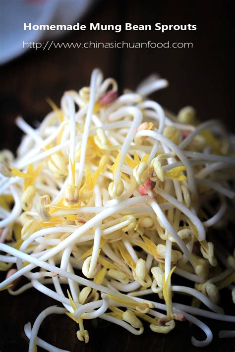 What human food can cats eat, and what not to feed cats. Mung Bean Sprouts (How to Sprout Mung Bean at home and ...