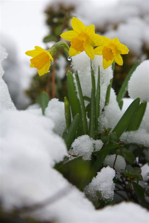 First Daffodils In Flower With The Winter Snow Daffodils Azalea