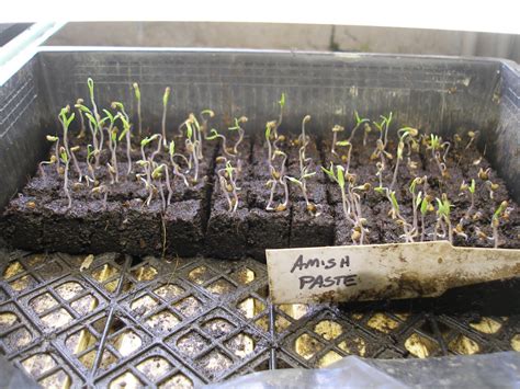 We did not find results for: The Boulder Belt Blog: Tomato Seedlings