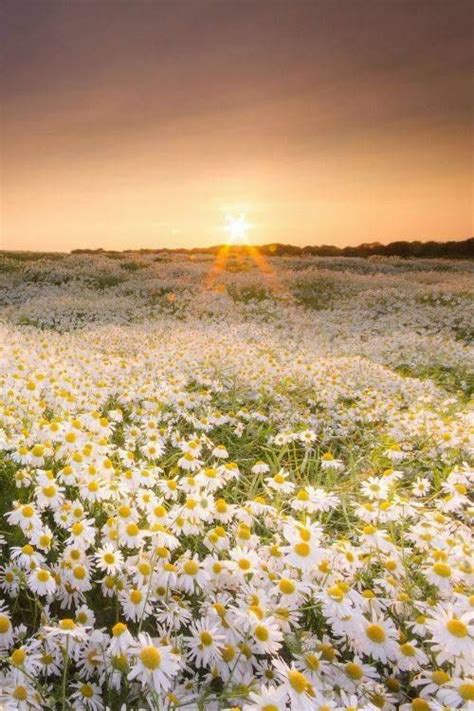Daisies Field At Sunset Daisy Field Nature Nature Photography