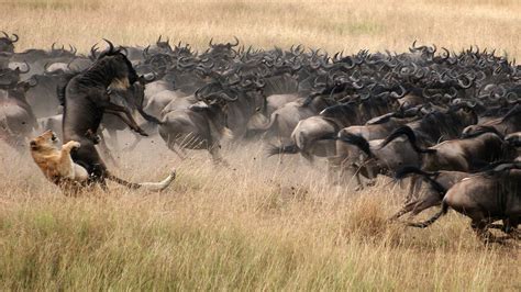 The Great Wildebeest Migration In Masai Mara Kenya