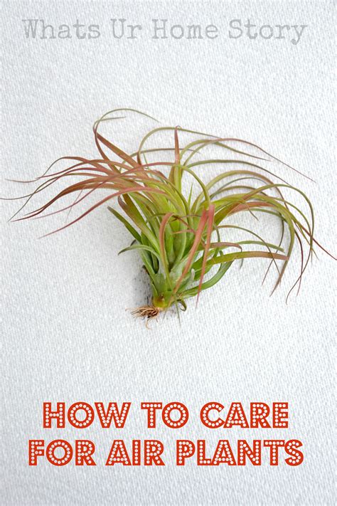 Cacti don't need to be sitting in the sun all day every day, but providing a cactus with 10 to 14 hours of sunlight a day is best, according to planet desert, a cacti. How to Care for Air Plants | Whats Ur Home Story