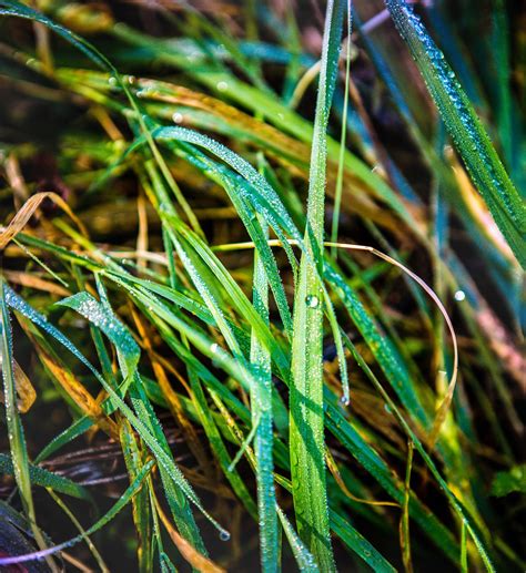 Grass Dew Autumn Free Photo On Pixabay Pixabay