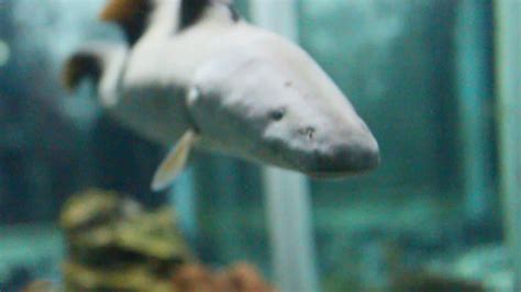 Arapaima merupakan ikan air tawar terbesar di dunia yang hidup di perairan sungai amazon. Ikan air tawar unik, Sihar @Dunia Air Tawar TMII - YouTube