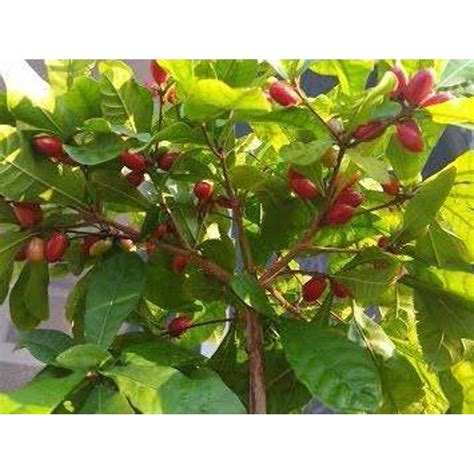 Miracle Fruit Tree Plant 1 Gallon
