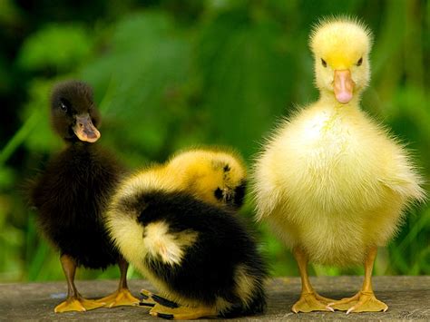 Daily Cool Pictures Gallery Cool And Funny Ducks