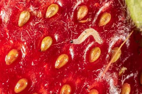 Fungus Gnat Larvae In Strawberries Purdue University Facts For Fancy