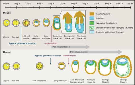 Human Embryo Development Timeline