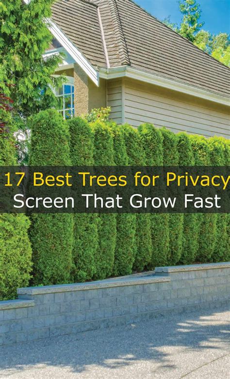 17 Best Trees For Privacy Screen That Grow Fast Hort Zone