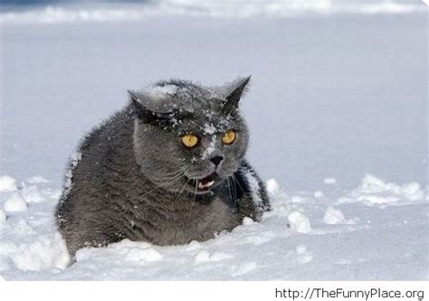 Funny Cat In The Snow Image Thefunnyplace