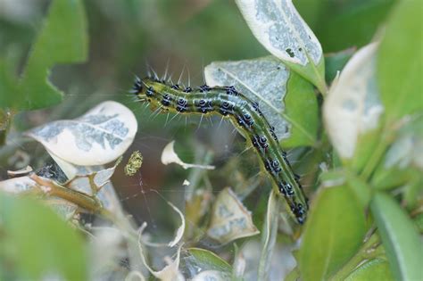 Bien drainer le sol à la plantation, le buis ne supporte pas les terres trop humides. La pyrale du buis - Lépidoptères - Quel est cet animal