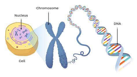 The Location Of Dna Labster