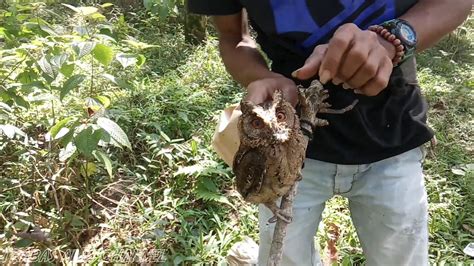 If you want to learn burung hantu in english, you will find the translation here, along with other translations from indonesian to english. cara mikat pakai burung hantu lucu - YouTube