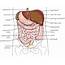 Diagram Of Human Internal Orgins  Male Anatomy Body