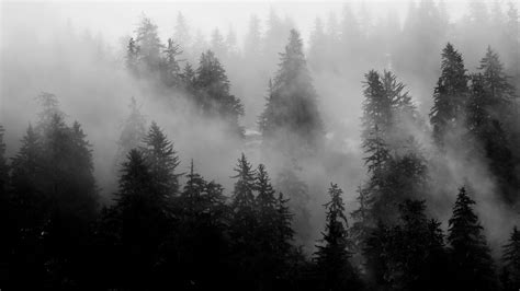 Download Wallpaper 1920x1080 Trees Fog Forest Nature Black And