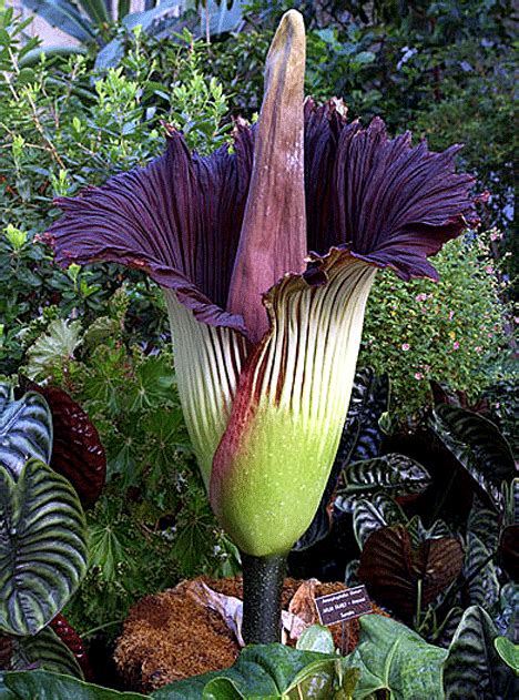 Since that extraordinary event, the huntington has shared the flowering of this rare species with the. Amorphophallus — Titan Arum The world's tallest flower ...