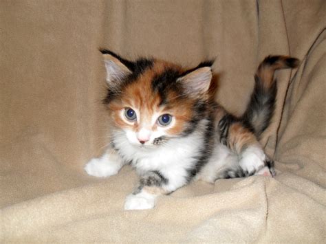 What Should You Expect With The Calico Maine Coon