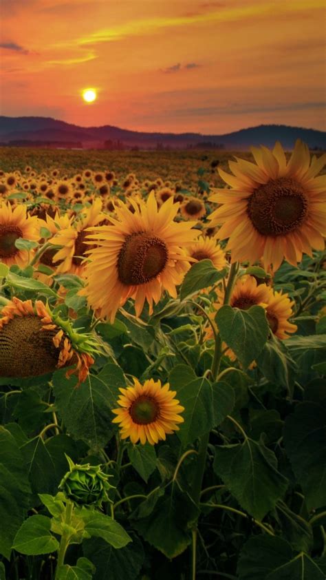 Sunflower Field In The Sunset Backiee