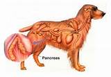 Pancreatitis In Dogs Medication Pictures