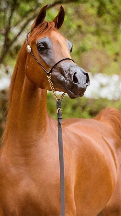 We did not find results for: Chestnut Arabian (With images) | Horses, Arabic horse ...