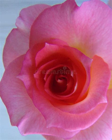 Pink Rose Macro Stock Photo Image Of Blooming Flower 85098832