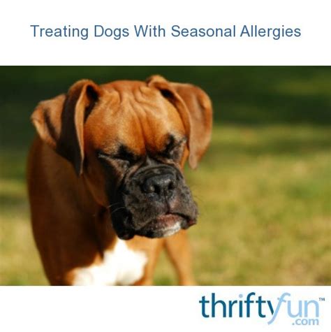 Treating Dogs With Seasonal Allergies Thriftyfun