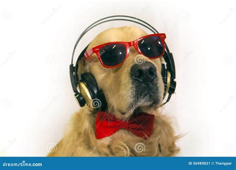 Funny Golden Retriever Stock Image Image Of Cute Indoors 56989831