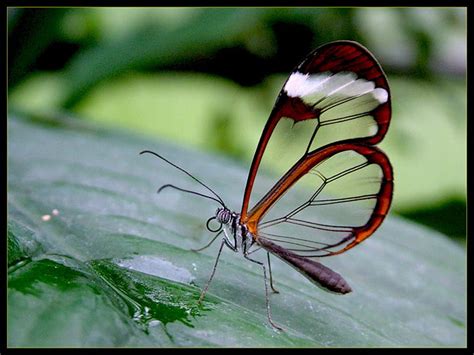 Free Download Glasswing Butterfly Nature Graphy Butterfly Macro