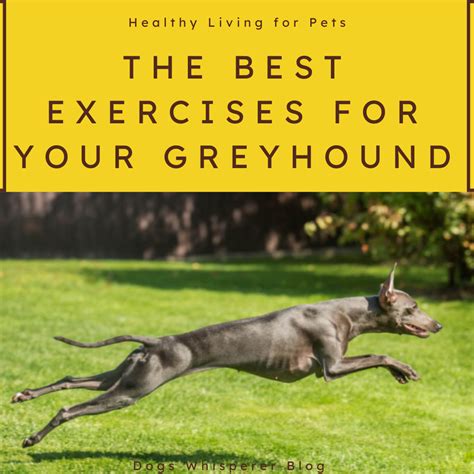 Despite Their Lean Bodies And Excellent Athletic Ability Greyhound