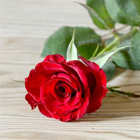 Luxury Romantic Single Fresh Red Rose By The Flower Studio