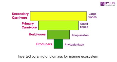 Which Units Are Used In A Pyramid Of Biomass