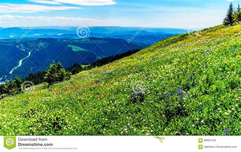 Hiking Through The Alpine Meadows With Wildflowers In Full Bloom Stock