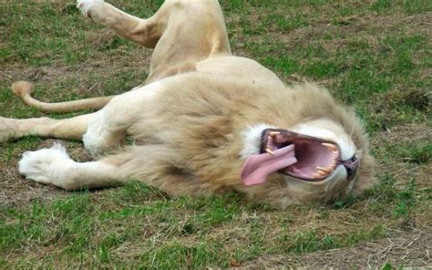 Animals Yawning Gagdaily News