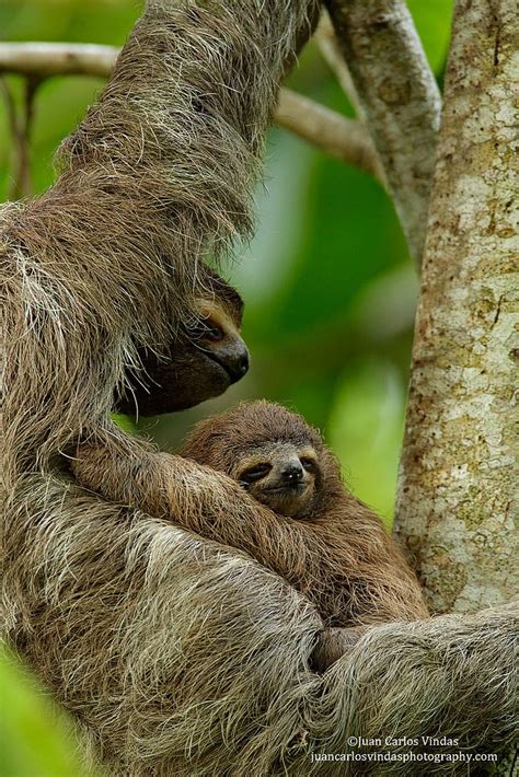 The Best Places To Meet A Sloth Mudfooted