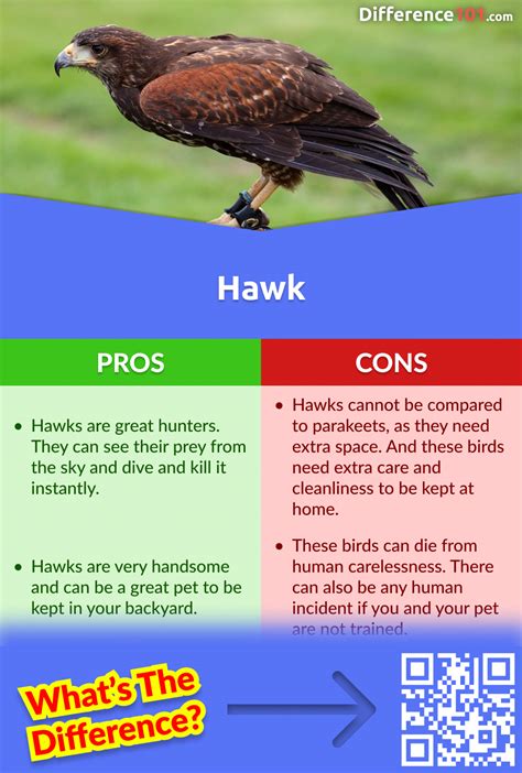 Falcon Vs Eagle Vs Hawk 7 Key Differences Pros And Cons Faqs