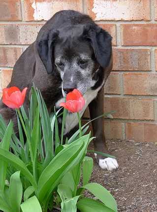 Allergies to cats are one of the most common allergies among individuals. Is Apoquel Safe for Dogs With Allergies? - Chasing Dog Tales