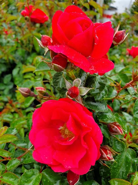 Flower Carpet Pink Supreme Rosa Roses Plants Springmount Garden