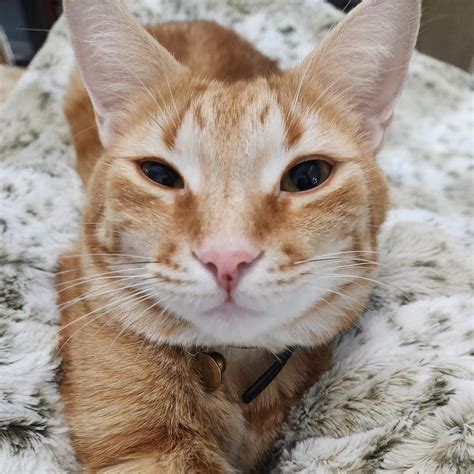 Pet Sitting jobs: Find Cat & Dog Sitter Jobs Near Me | PetSitter.com