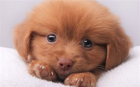 Download Wallpaper For 3840x2400 Resolution Cute Brown Puppy