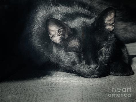 Black Cat Sleeping