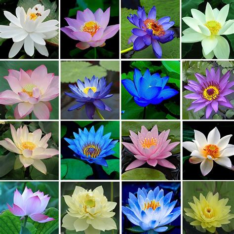 Taking online & phone orders! Lotus Flower Lotus Water Garden Plants Teach You How to ...