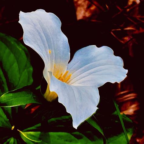 It Is A Trillium Being At Hoe Photograph By Daniel Thompson Fine Art