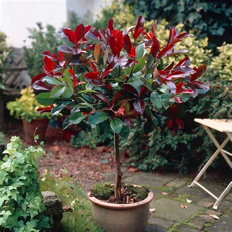 Photinia Red Robin Standard Tree 1 Metre Tall Freemans