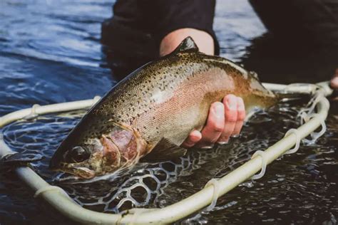 10 Best Baits For Rainbow Trout Tilt Fishing
