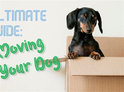 Does Moving Affect Your Dog