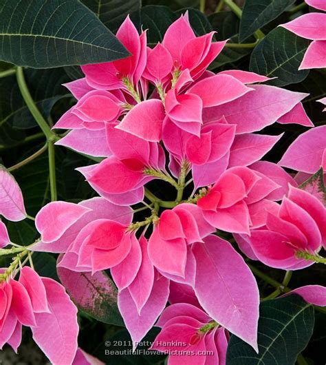 Flowers are one of the most beautiful creations of nature. 'Luv U Pink' Poinsettia | Beautiful flowers pictures ...